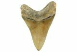 Serrated, Fossil Megalodon Tooth - North Carolina #257809-1